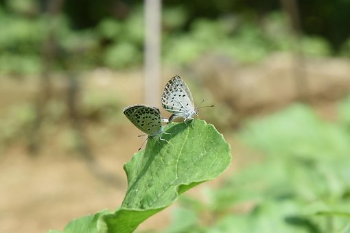 Schmetterling, Paarung, Zucht