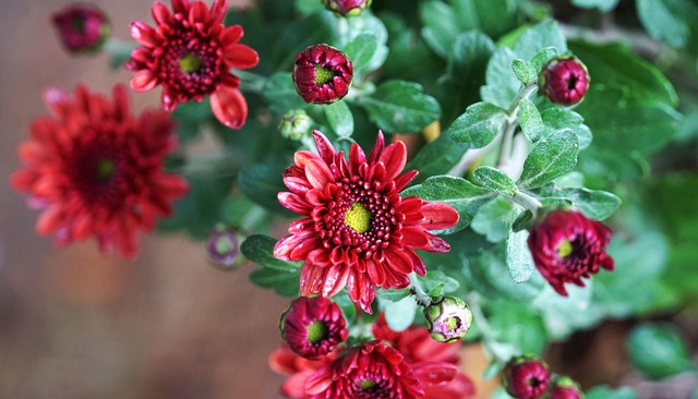 Free Autumn Chrysanthemum photo and picture