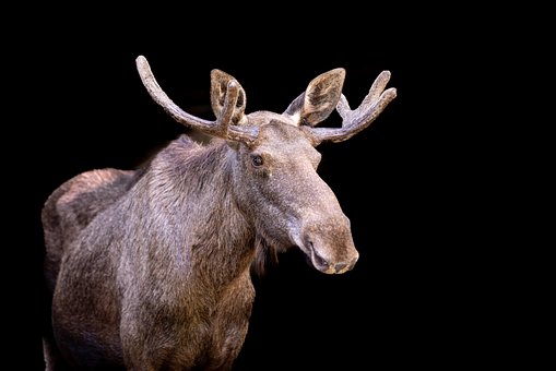 Free Moose Mammal photo and picture