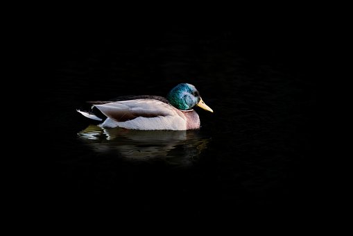 Free Duck Bird photo and picture