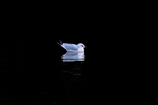 Free Seagull Bird photo and picture