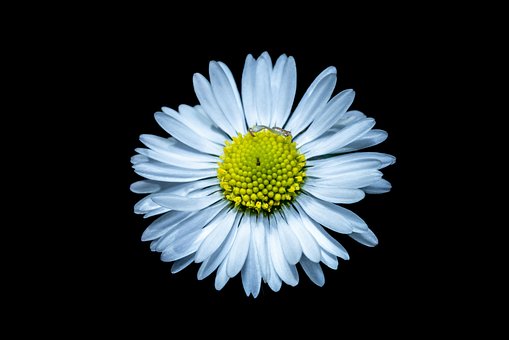 Free Daisy Flower photo and picture