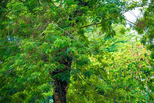 Natureza, Paisagem, Plugado, Verde