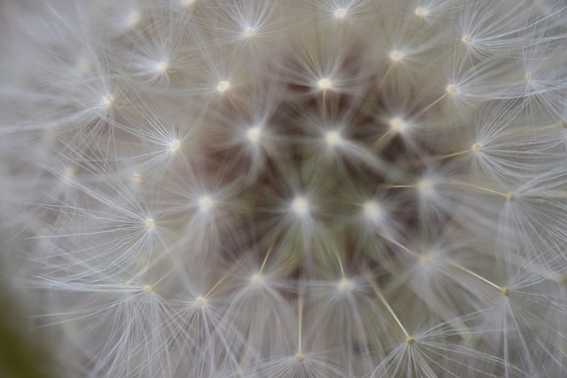 Dente De Leão, Flor, Fundo De Flor