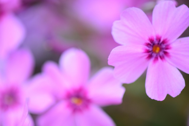 Flor, Fundo De Flor, Natureza, Floresta