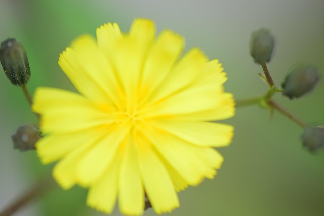 Flor, Fundo De Flor, Suas Mães, Natureza