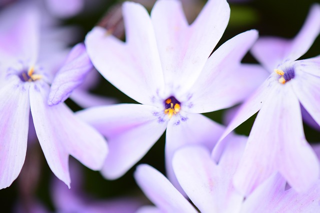 Flor, Fundo De Flor, Natureza, Floresta