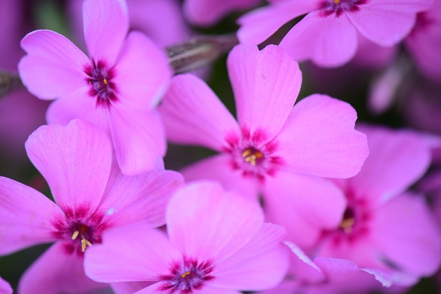 Flor, Fundo De Flor, Natureza, Floresta
