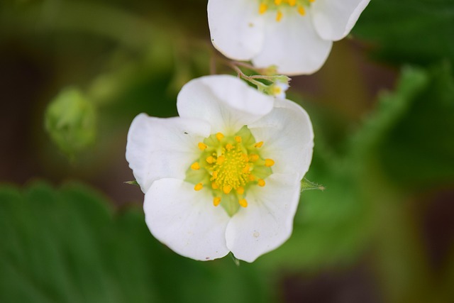 Flor, Fundo De Flor, Natureza, Floresta