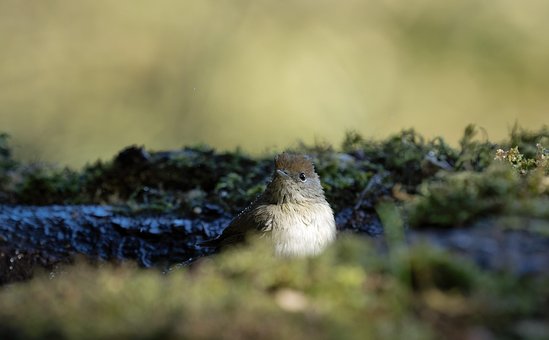 Fontana, Wasser, Natur, Vogel, Tier