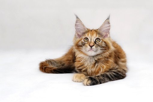 Kočka, Maine-Coon, Kočka Plemene