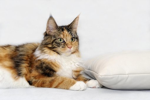 Kočka, Maine-Coon, Kočka Plemene, Kotě