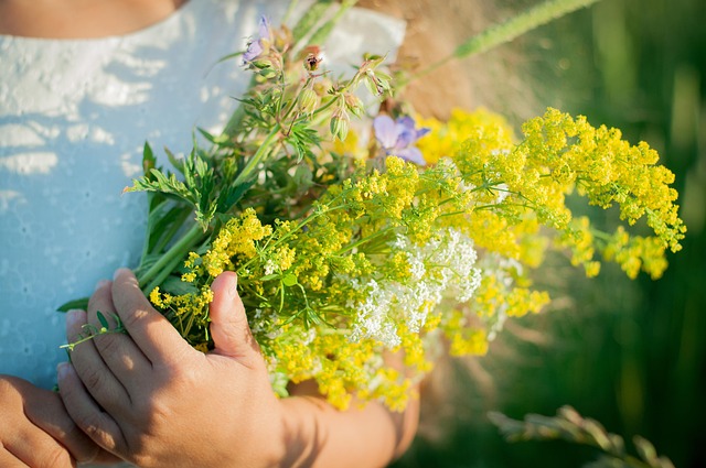 Free Flowers Summer photo and picture