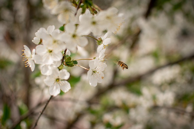 Free Garden Spring photo and picture