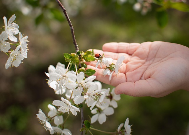 Mariehøne, Insekt, Fauna, Blomster