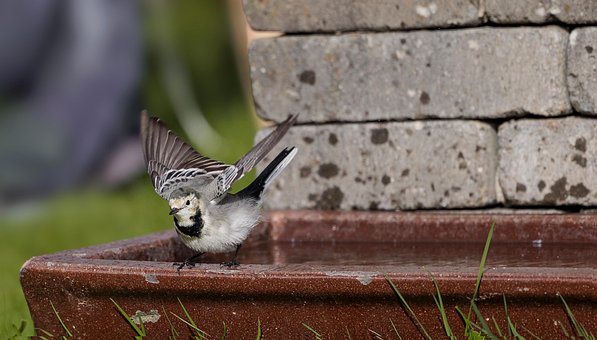 Free Vogel Natur photo and picture