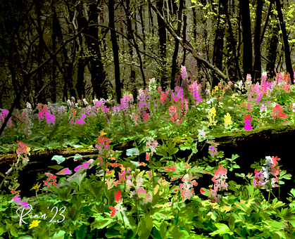 Skov, Lanscape, Natur, Blomster, Tropisk