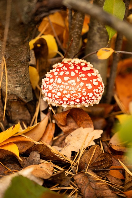 Fliegenpilz, Pilz, Natur, Live, Giftig