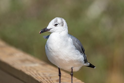 Måge, Fugl, Shorebird, Natur