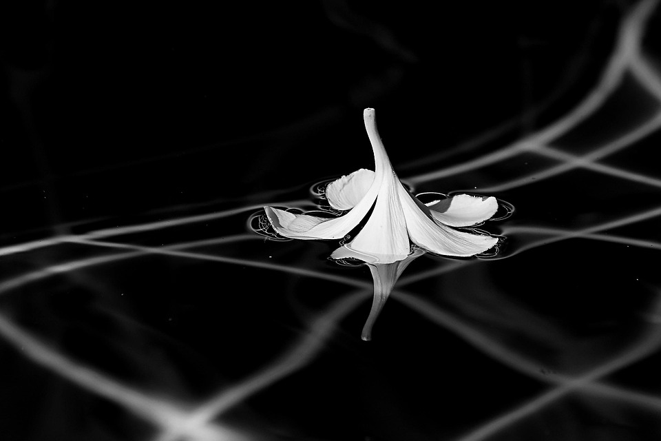 Flower Floating Petals Free photo on Pixabay Pixabay