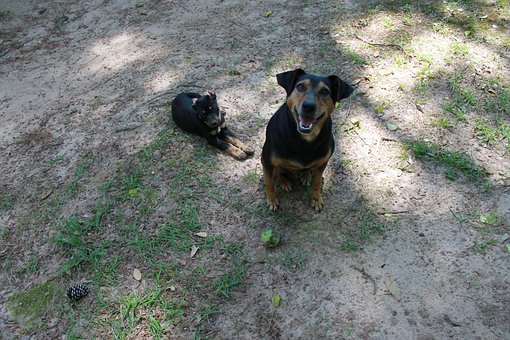 Hundehvalp, Hund, Natur, Dyr, Bold
