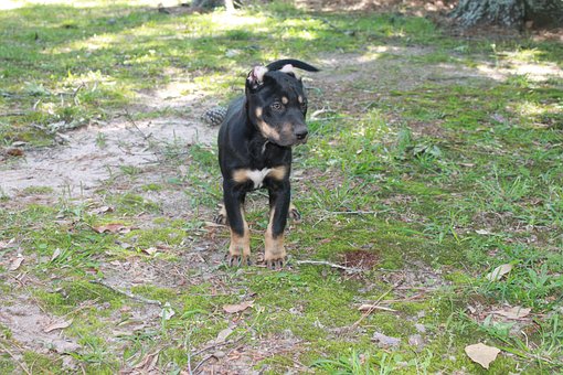 Bjørn, Bølle, Hundehvalp, Kæledyr, Hund