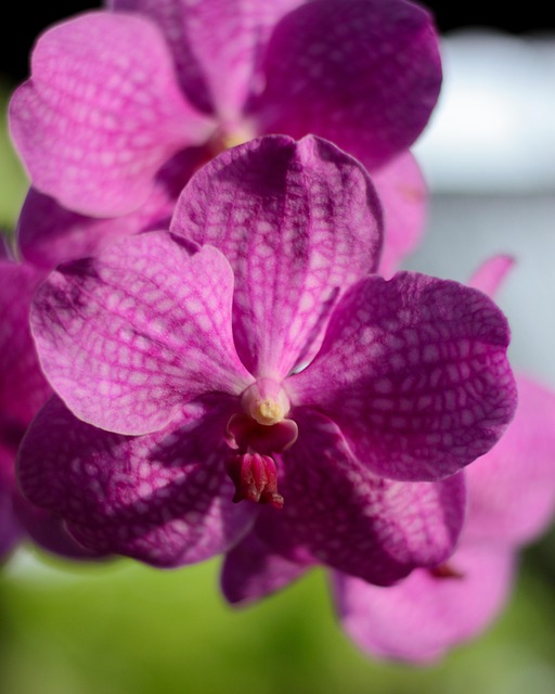 Free Flower Summer photo and picture