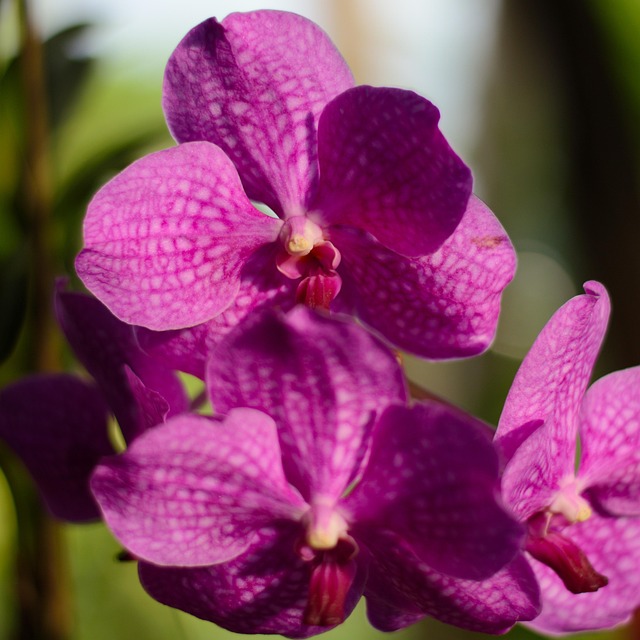 Free Flower Summer photo and picture