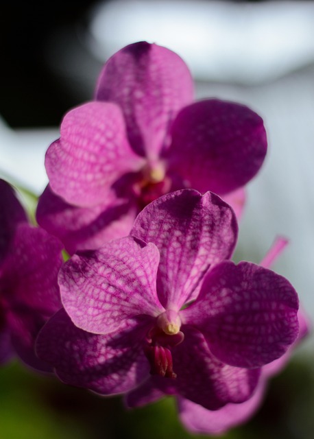 Free Flower Summer photo and picture