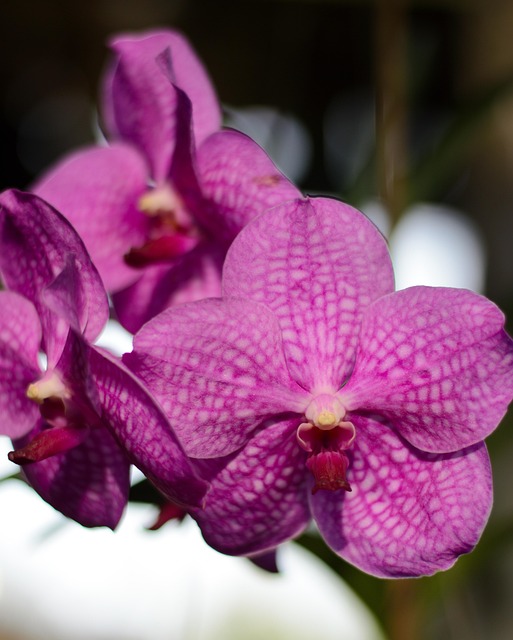 Free Flower Summer photo and picture