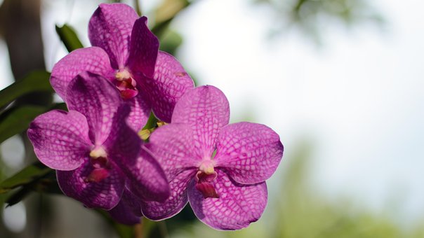 Free Flower Summer photo and picture
