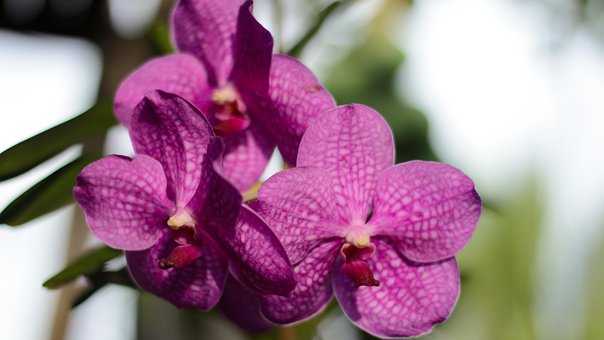 Free Flower Summer photo and picture
