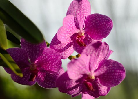 Free Flower Summer photo and picture