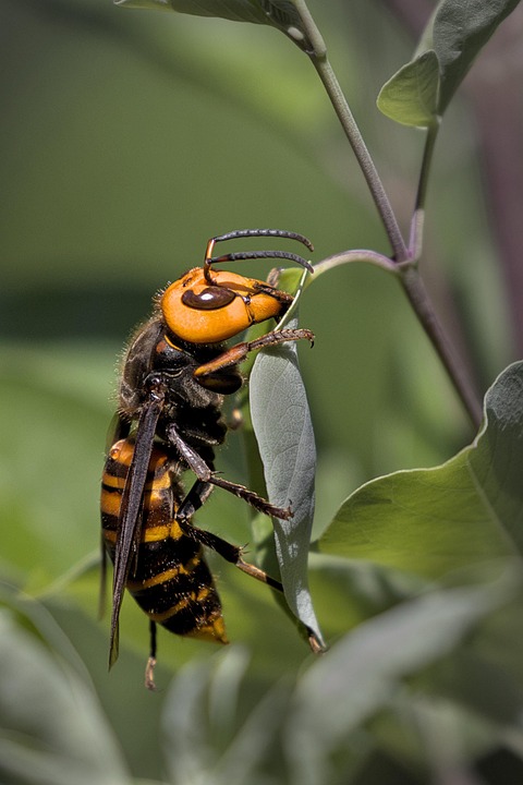 Asian Giant Hornet Insect Leaf Free Photo On Pixabay asian-giant-hornet-insect-leaf-free-photo-on-pixabay