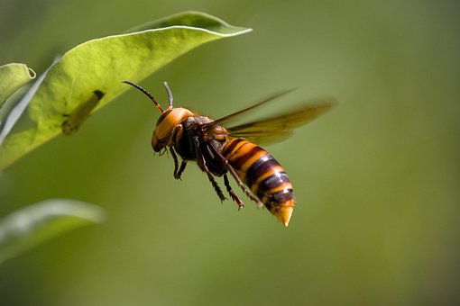 Free Asian Giant Hornet Hornet photo and picture