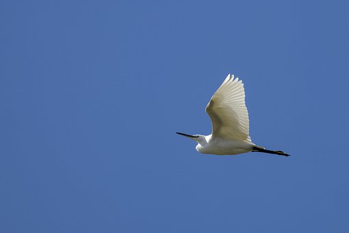 Free Bird Heron photo and picture