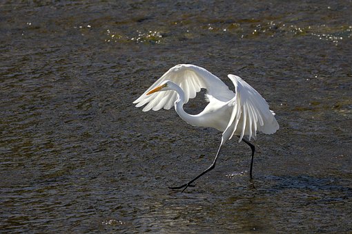 Free Bird Great Egret photo and picture