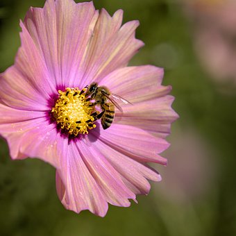 Free Flower Bee photo and picture