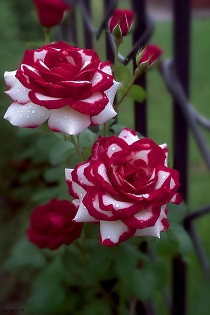 Free Nature Roses photo and picture