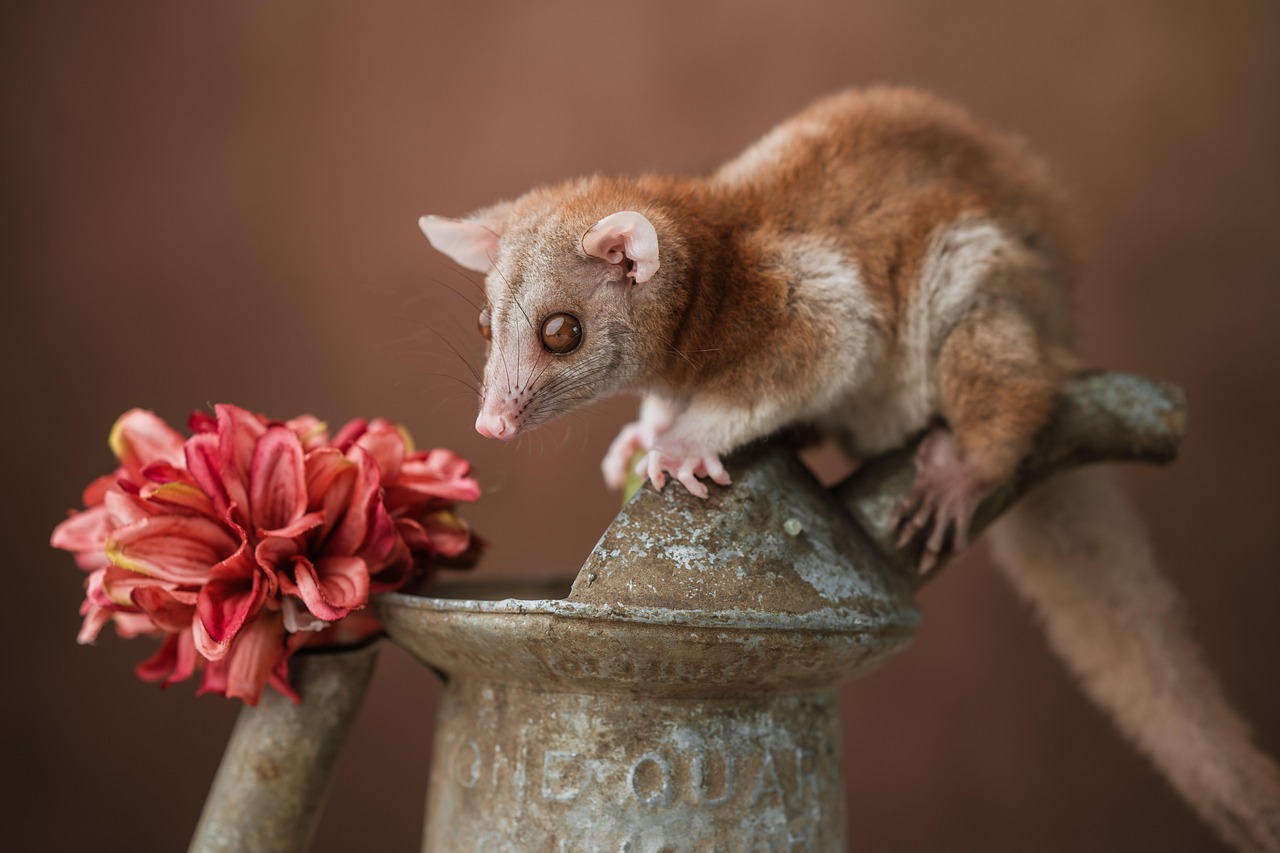 Free Opossum Woolly Opossum photo and picture