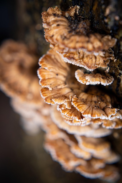 Free Mushroom Humidity photo and picture