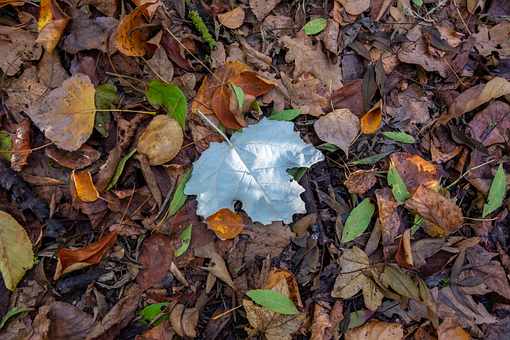 Free Autumn Leaves photo and picture