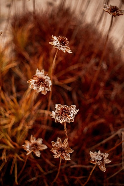 Free Autumn Natue photo and picture