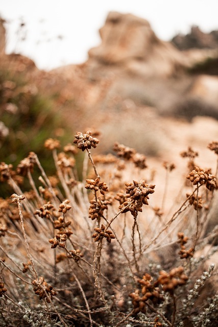 Free Autumn Flower photo and picture