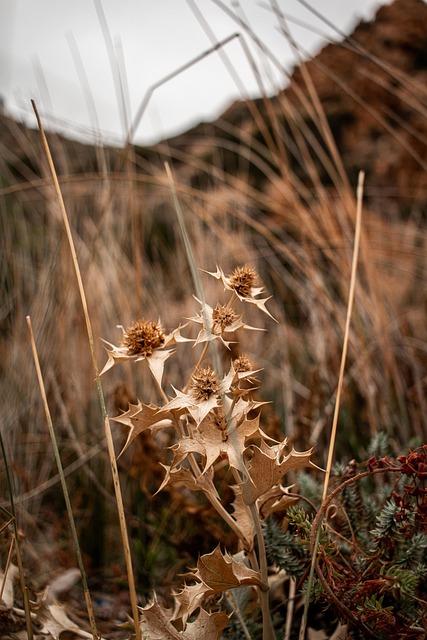 Free Autumn Fall photo and picture