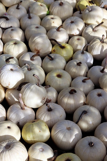 Kürbisse, Gemüse, Kürbisbeet, Garten
