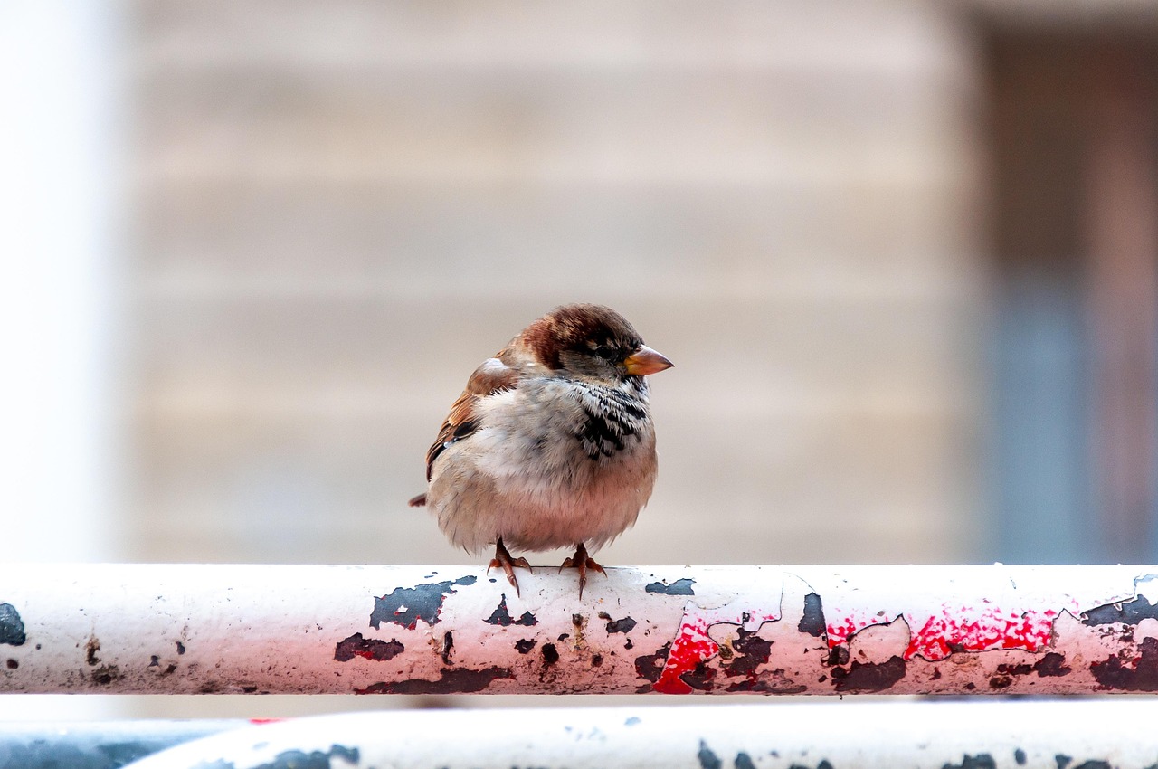Bird - free online jigsaw puzzle photo