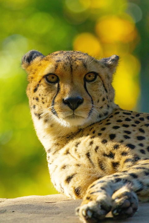 Cheeter Pets Cheetah Feline Predator - Free photo on Pixabay