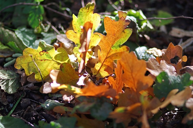 Herbst, Laub, Eiche, Baum, Natur