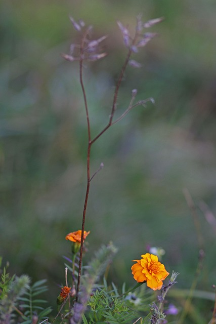 Nebel, Blume, Orange, Herbst, Natur